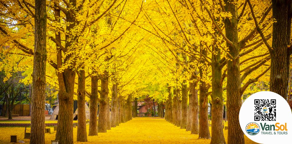 Vansol Travel | Heartfelt Korea Autumn Package